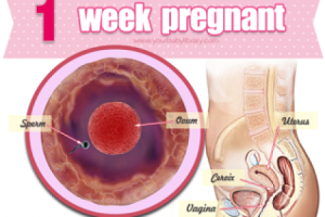 qua trinh phat trien cua thai nhi, thai nhi 1 tuan tuoi, giai doan phat trien thai nhi, thai nhi