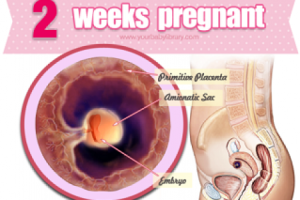 qua trinh phat trien cua thai nhi, thai nhi 2 tuan tuoi, giai doan phat trien thai nhi, thai nhi