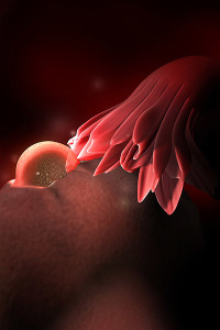 qua trinh phat trien cua thai nhi, thai nhi 2 tuan tuoi, giai doan phat trien thai nhi, thai nhi